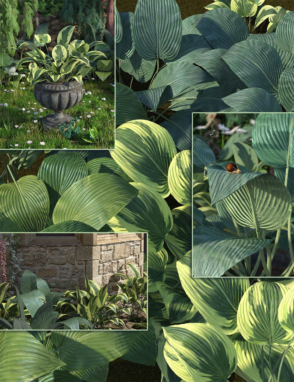 Hostas - Low Res Foliage Plants by: MartinJFrost, 3D Models by Daz 3D