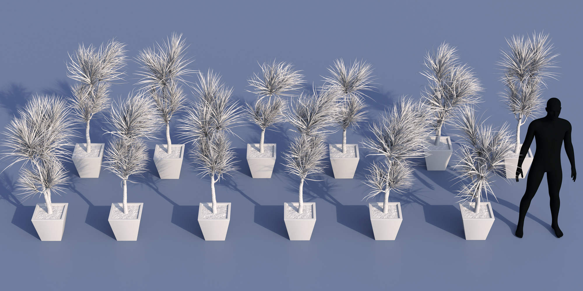 Predatron dragon tree plant daz 3d