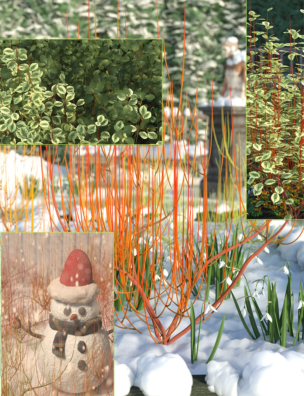 Winter Dogwood (Cornus) Bushes by: MartinJFrost, 3D Models by Daz 3D