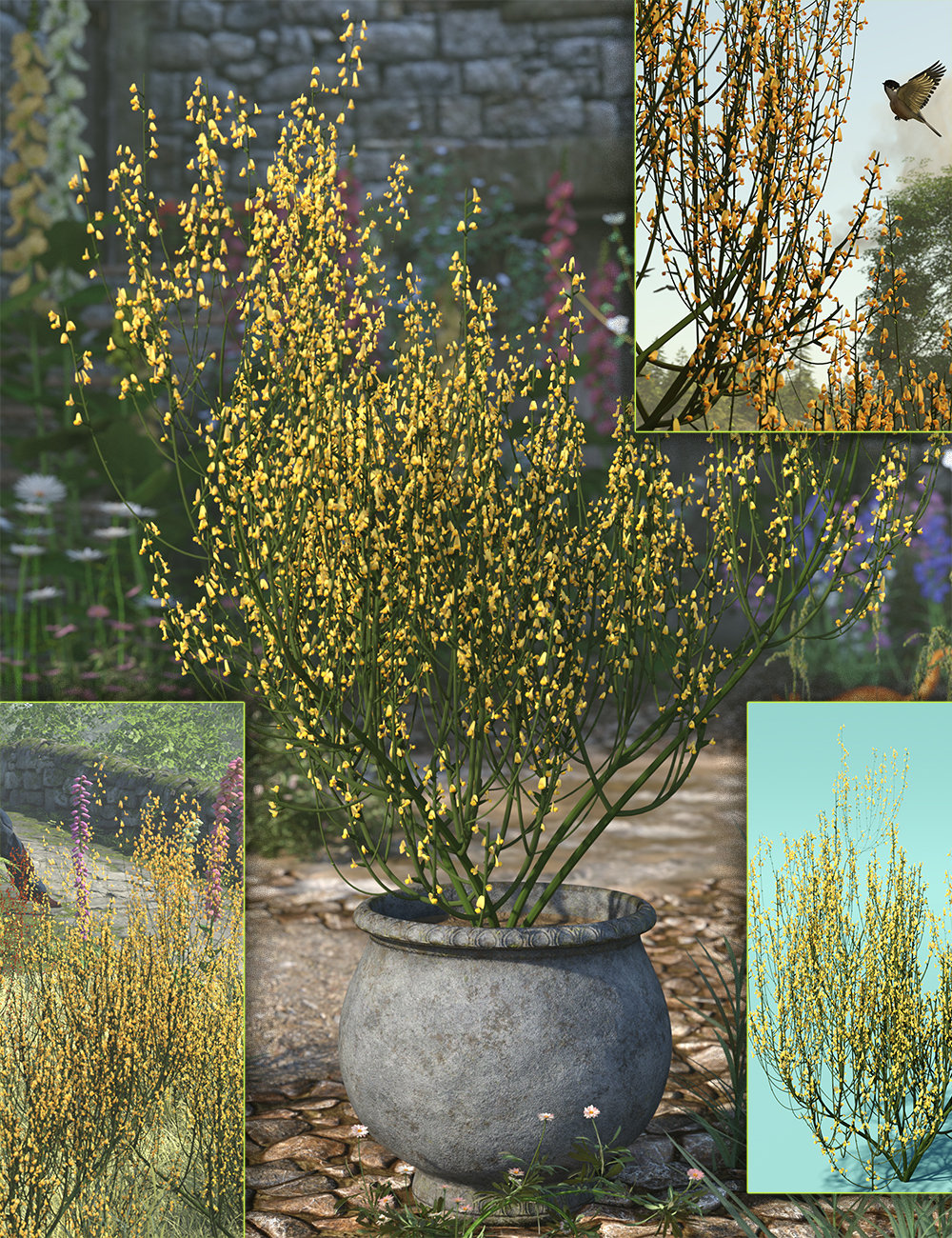 Flowering Broom (Cytisus) Bushes by: MartinJFrost, 3D Models by Daz 3D