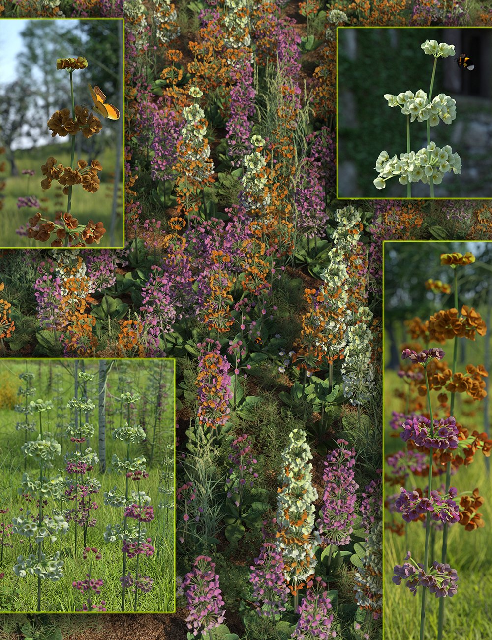 Candelabra Primula Flowers and Plants by: MartinJFrost, 3D Models by Daz 3D