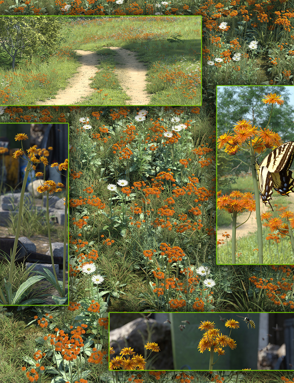 Meadow Flowers - Orange Hawkweed by: MartinJFrost, 3D Models by Daz 3D