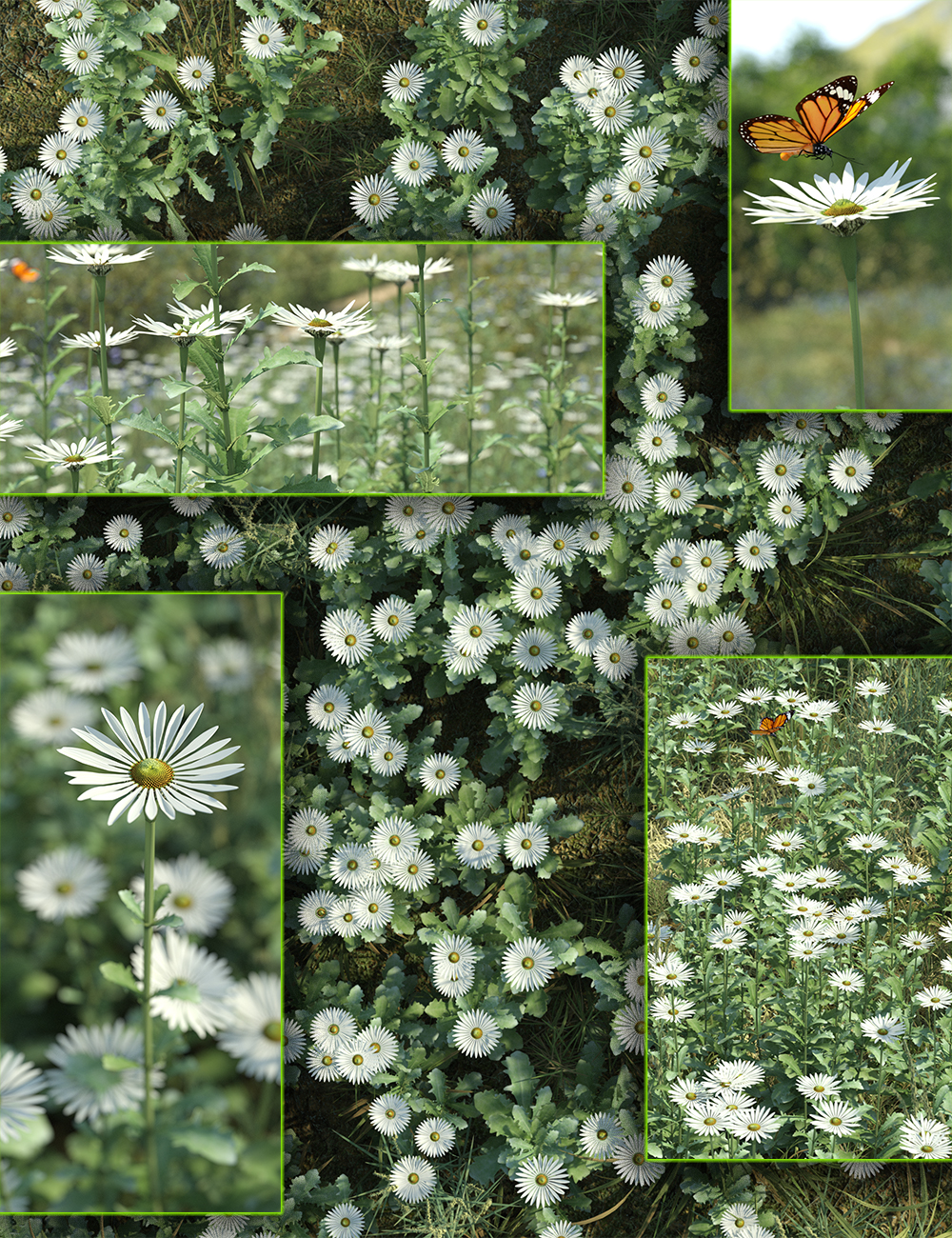 Meadow Flowers - Oxeye Daisy by: MartinJFrost, 3D Models by Daz 3D