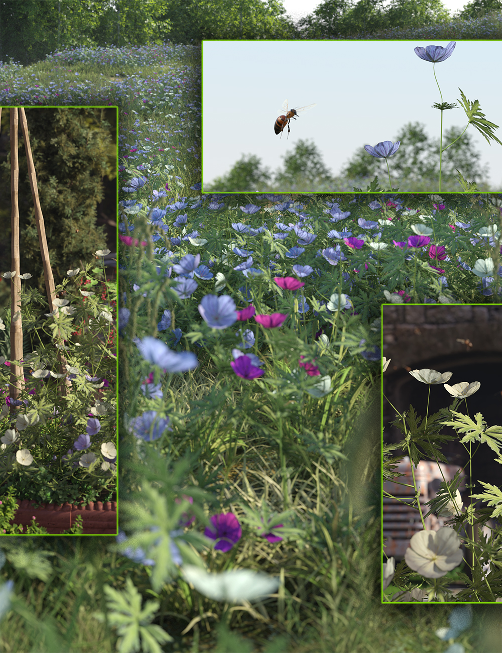 Meadow Flowers - Meadow Cranesbill by: MartinJFrost, 3D Models by Daz 3D