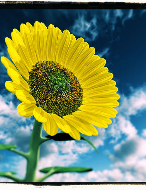 The Magnificent Sunflower by: Nikkelah Ghaz, 3D Models by Daz 3D