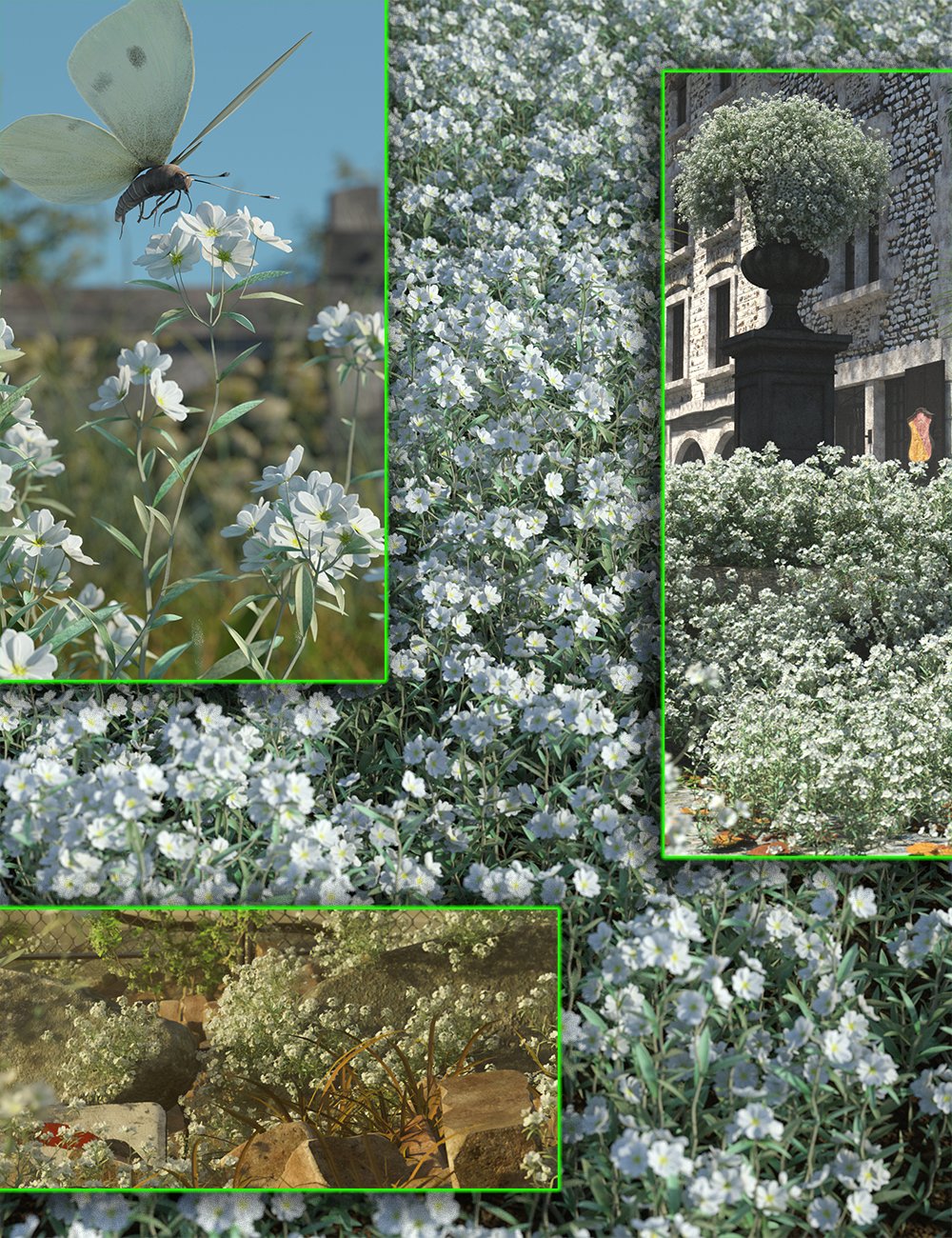 Snow In Summer - Cottage Garden Flowers by: MartinJFrost, 3D Models by Daz 3D