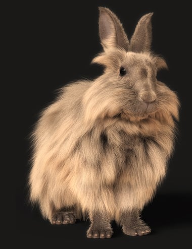 ★Bunny Lion Red UK orig SLP 900★ LNZ LionHead White Red Eye Rabbit 🐰 😊 ♥ - YouTube