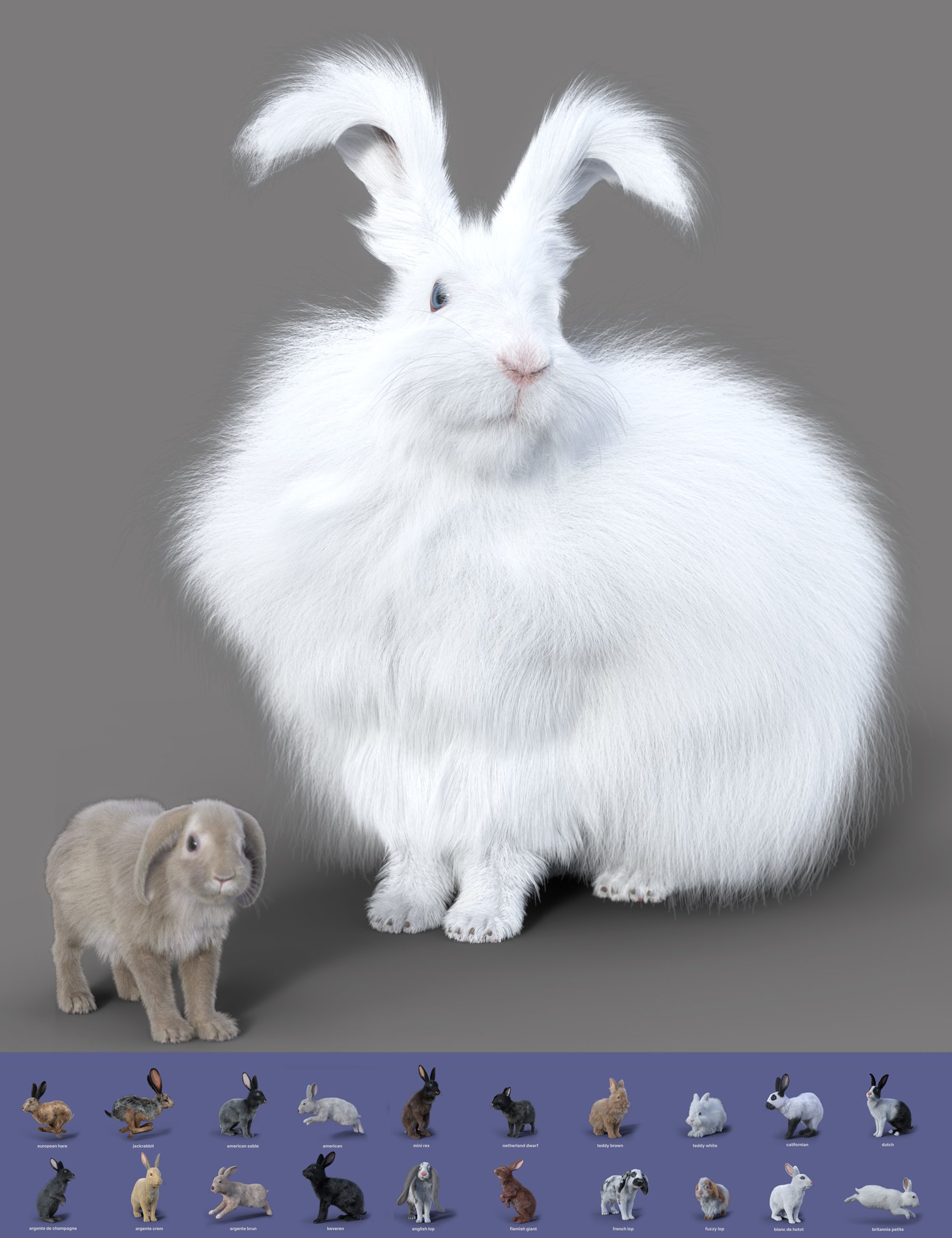 Rabbits by AM - Collection 2 by: Alessandro_AM, 3D Models by Daz 3D