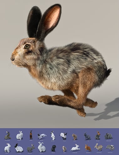 rabbitsbyamcollection300thumbd