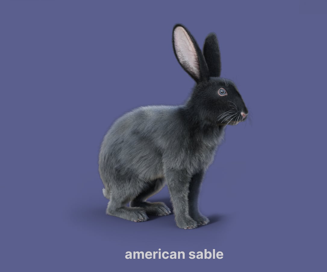 Rabbits by AM - Collection 3 | Daz 3D