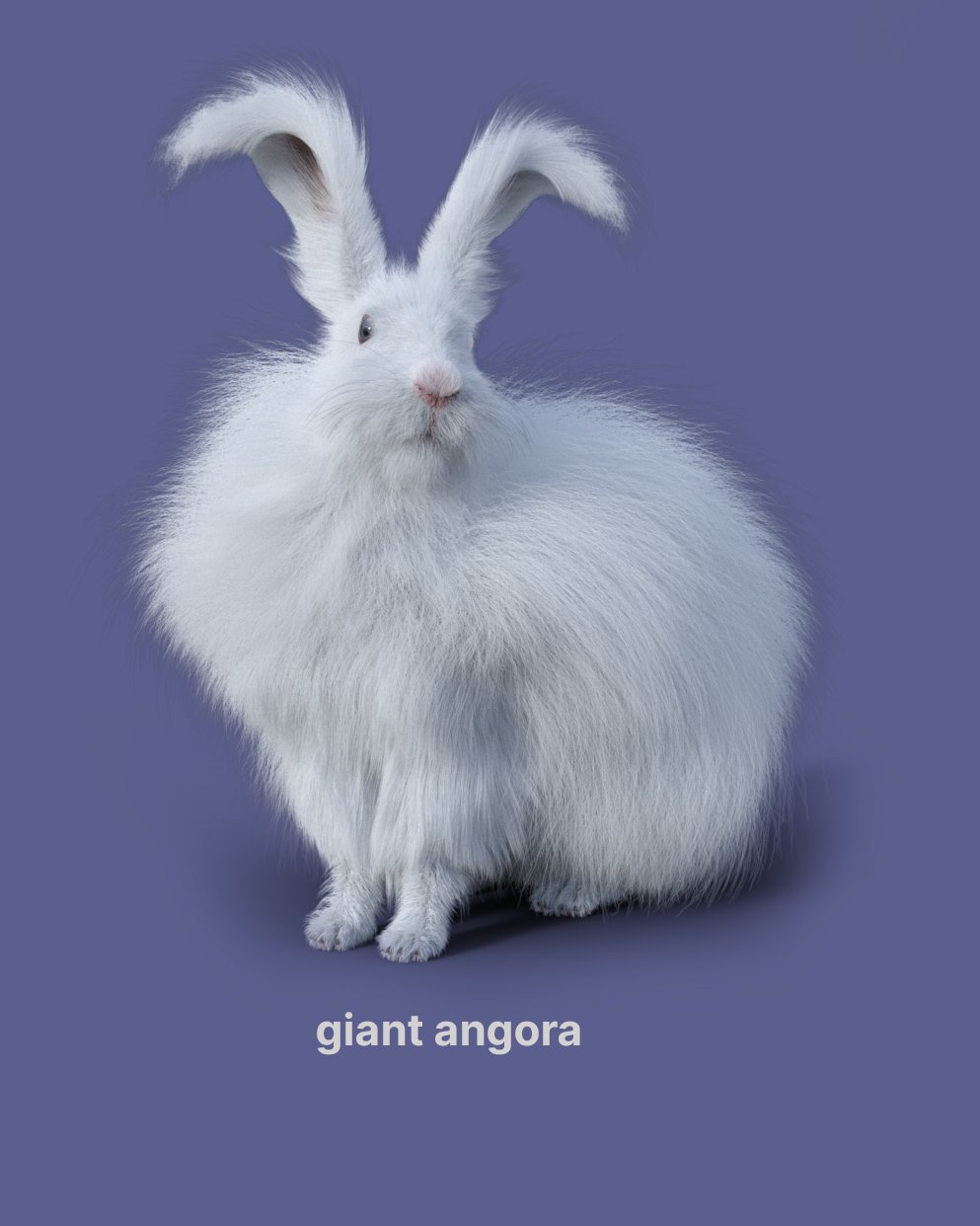 All the Rabbits by AM | Daz 3D